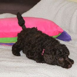 Poodle Puppies from RK'S Pets