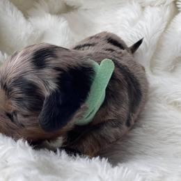 Dachshund Puppies from Hart Dachshunds