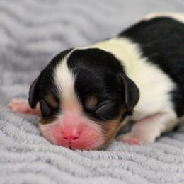 Adella - Tri-color female Cavalier King Charles Spaniel puppy in Granite Falls, North Carolina from Country Life Cavaliers