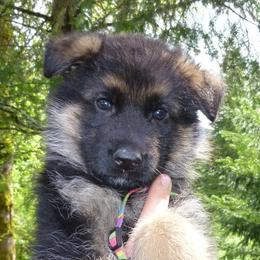 German Shepherd Puppies from Sundance Shepherds