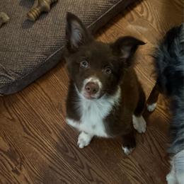 Tessa - Chocolate female Border Collie puppy in Fairview, Tennessee from Hoffman Forest Acres LLC
