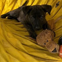 Ember - Black brindle female Dutch Shepherd puppy in Sierra Vista, Arizona from KnightWatch K-9