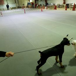 Doberman Pinscher Puppies from Lexa Dobermans