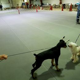 Doberman Pinscher Puppies from Lexa Dobermans