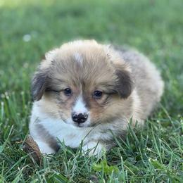 Star - Red male Pembroke Welsh Corgi puppy in Bloomfield, Iowa from Beebe’s Corgis & Doxies