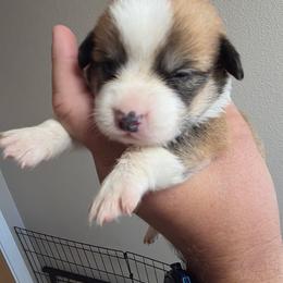 Pecan - Sable female Pembroke Welsh Corgi puppy in Atascadero, California from California Corgis and Kunes