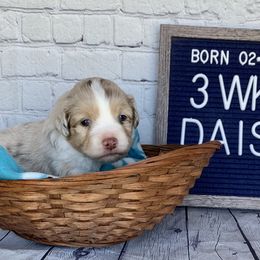 Girl 2 - Miniature Australian Shepherd puppy in Deridder, Louisiana from AussieSmiths