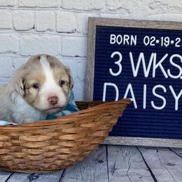 Girl 2 - Miniature Australian Shepherd puppy in Deridder, Louisiana from AussieSmiths
