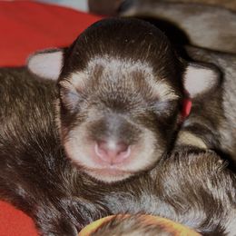 Miniature Schnauzer Puppies from Von Baron Schnauzers