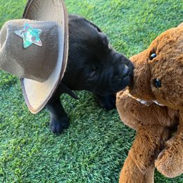 Cane Corso and Lowchen Puppies from High Royal Kennel