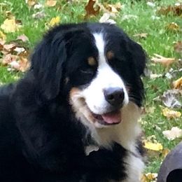 Willow - Bernese Mountain Dog
