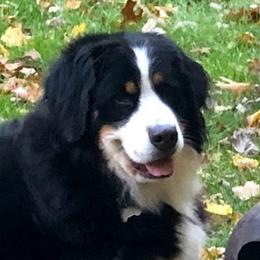 Willow - Bernese Mountain Dog