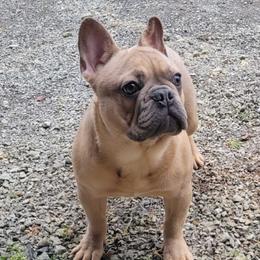 Jax - French Bulldog