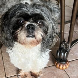 Chewy - Shih Tzu