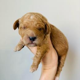 Walter - Apricot male Goldendoodle puppy in Auburn, Indiana from Martin’s Doodles