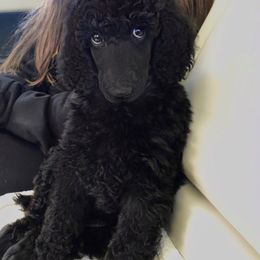 Poodle Puppies from Patricia Elliot