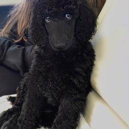 Poodle Puppies from Patricia Elliot