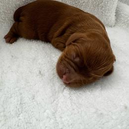 Charlie Brown - Red male Cavapoo puppy in Queen Creek, Arizona from Sunny Doodles