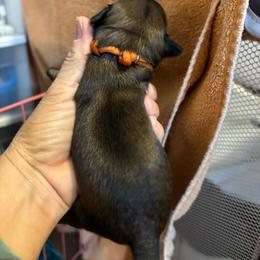 Shihpoo Male - male Shihpoo puppy in Ethel, Mississippi from The Dog House
