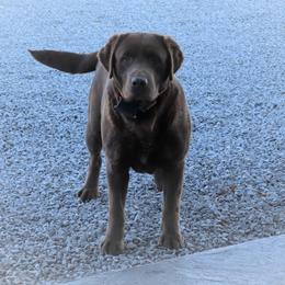 Maybelle - Labrador Retriever