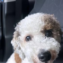 Aussiedoodle and Miniature Australian Shepherd All Grown Up from Maple Ridge Mini Aussies
