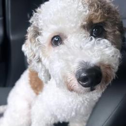 Aussiedoodle and Miniature Australian Shepherd All Grown Up from Maple Ridge Mini Aussies