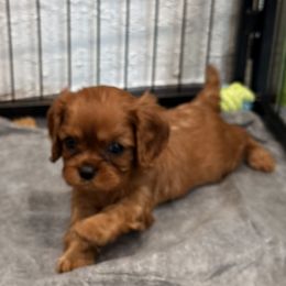 Luna (yellow collar) - Ruby female Cavalier King Charles Spaniel puppy in Ocala, Florida from Ray of Sunshine Spaniels LLC