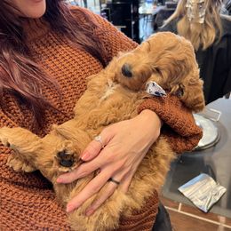 Bernedoodle and Goldendoodle Puppies from Hello Doodle Ranch