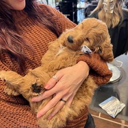 Bernedoodle and Goldendoodle Puppies from Hello Doodle Ranch