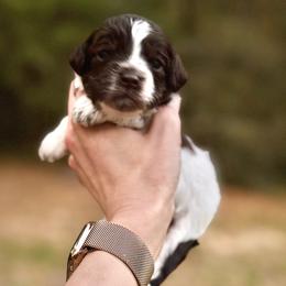 Sammy - Chocolate male Australian Labradoodle puppy in Milton, Florida from Sutton Place Doodles