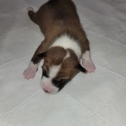 Boy 1 - Red and white Basenji puppy in Branchburg, New Jersey from Maringa Basenji