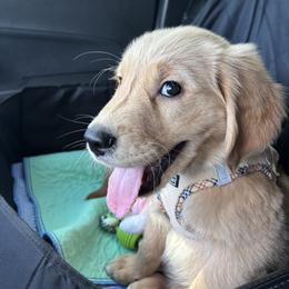 Golden Retriever Puppies from Sydney’s Goldens