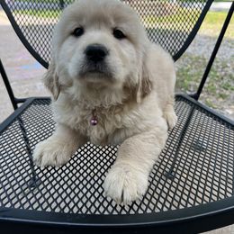 Golden Retriever Puppies from Renko Kennel