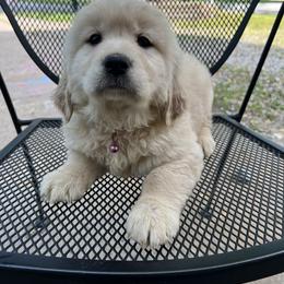 Golden Retriever Puppies from Renko Kennel