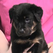 Beauceron Puppies from Oakland Beaucerons