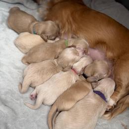 Black Collar - Cream male Dachshund puppy in Descanso, California from Kendaline Kennels