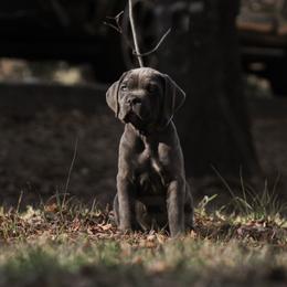 Johnny Silverhand aka Dark Blue Collar - Gray male Cane Corso puppy in Houston, Texas from Zenith Cane Corso
