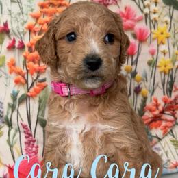 Cara Cara - Apricot female Goldendoodle puppy in Chattanooga, Tennessee from Scenic City Doodles