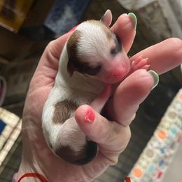 Girl 1 - Red and white female Chihuahua puppy in Murphy, North Carolina from Karolina Kennels