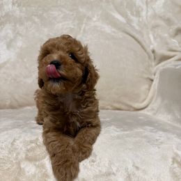 Bruno - Red  male Poodle puppy in Auburn, Georgia from Southern Poodles