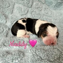 Maddy - Black brown and white female Basset Hound puppy in New Mexico from Long Dog Ranch