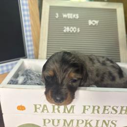 Flash - Dapple male Dachshund puppy in Richwood, West Virginia from Wild and Wonderful Wieners