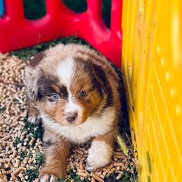 Bear - Red merle male Miniature Australian Shepherd puppy in Hempstead, Texas from Young Gun Aussies
