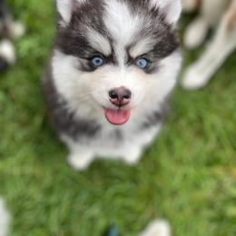 Pomsky Puppies from Urban Miracle’s