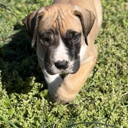 Simba - Harlequin male Great Dane puppy in Scottsburg, Virginia from Virginia Great Danes