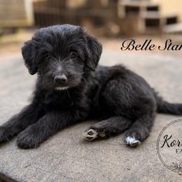 Belle Starr (Mini Size) - White and black female Bordoodle puppy in Mulino, Oregon from Korbella Farm