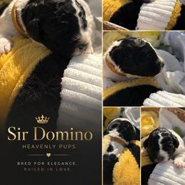 Sir Domino - Parti male Goldendoodle puppy in Duluth, Minnesota from heavenly Pups kennel
