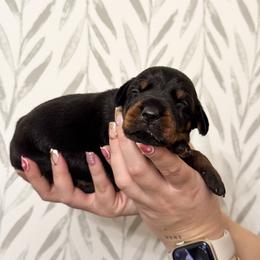 Boy 5 - Doberman Pinscher puppy from Imperium Dobermann Kennel