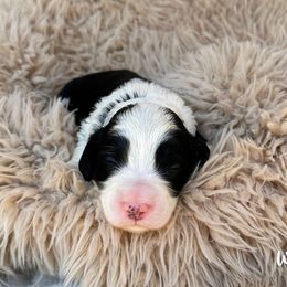 Willie - Black male Australian Labradoodle puppy in Wamego, Kansas from Doodles of Oz
