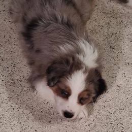 Bella - Blue merle female Australian Shepherd puppy in Fort Lauderdale, Florida from Burning Heart Aussies